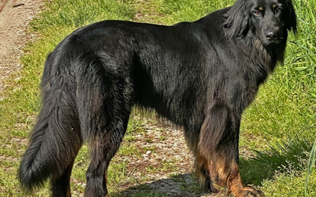 Wurfankündigung